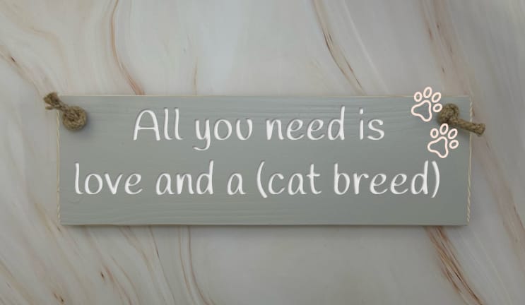 All you need is love & an Abyssinian - 30cm Rustic Wooden Sign 4 All you need is love & an Abyssinian - 30cm Rustic Wooden Sign - Image 4